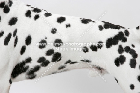 Dalmatian coat detail