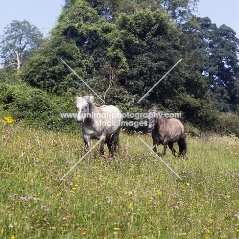 two Highland Ponies walking through meadow of flowers at Nashend 