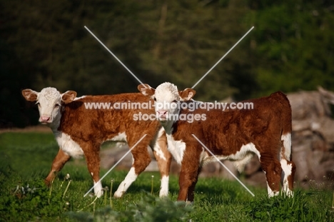 hereford calves