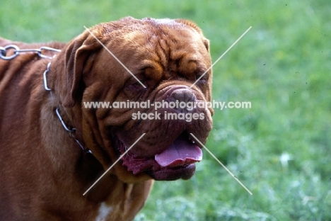 dogue de bordeaux head shot with tongue out