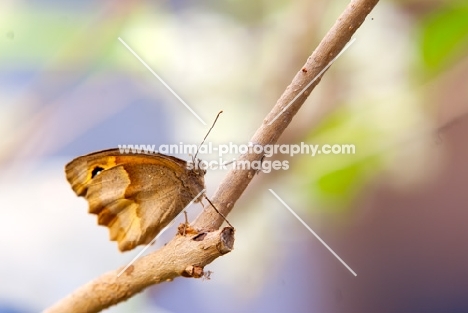 meadow brown butterfly on a branch