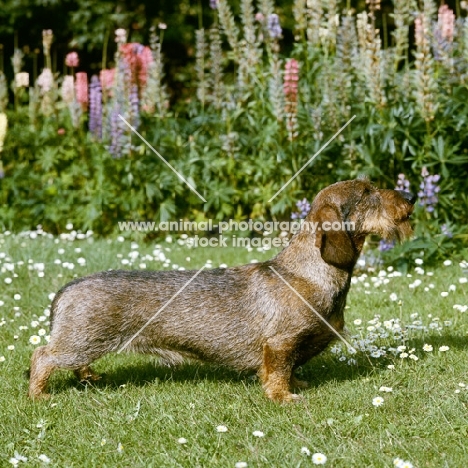 ch gisborne inca, famous wire haired dachshund, 