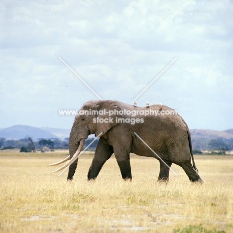 african elephant with cattle egrets walking in amboseli np, side view