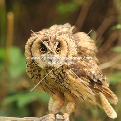 short eared owl