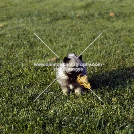 keeshond puppy with leaf (by kind permission of Edward Arran)