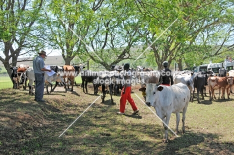 Nguni herd in South Africa