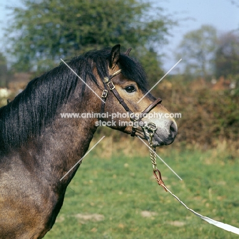 Marcellus, Exmoor pony stallion head and shoulder 