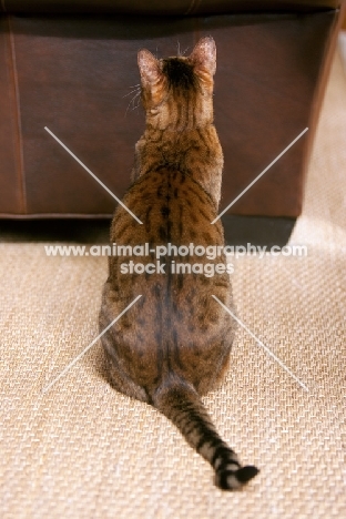 shiny Bengal back view