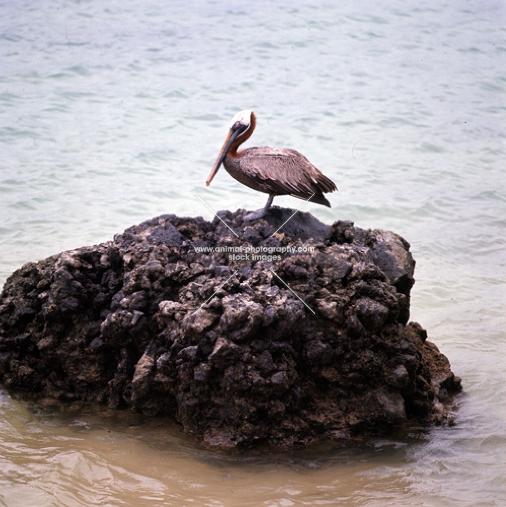 brown pelican on lava rock, baltra island, galapagos islands