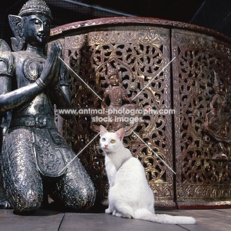 Kao Manee cat, sitting near buddha statue