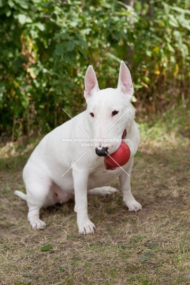 Bull Terrier holding a red ball in her mouth