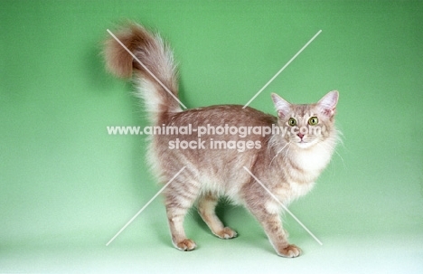 caramel shaded Oriental Longhair, (aka Javanese or Angora), on green background