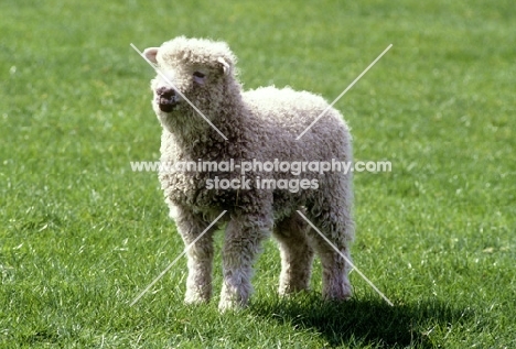 grey face dartmoor lamb standing in field