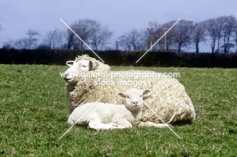 romney marsh ewe lying in a field with lamb