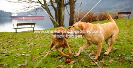 two Labrador Retrievers playing tug with a buoy in park beside the water.
