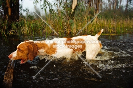 Brittany Spaniel retrieving log from water