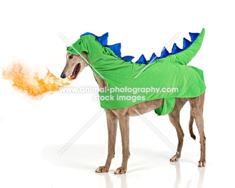 Greyhound dressed up as dragon