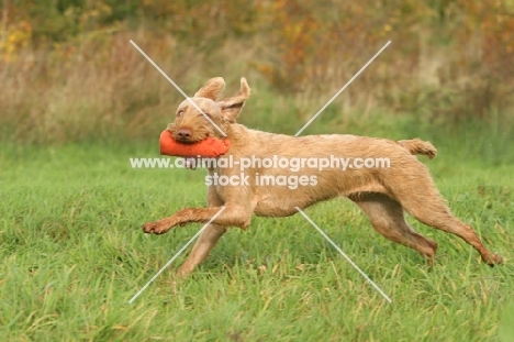 Wirehaired Hungarian Vizsla retrieving