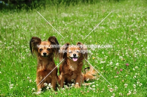two Russian Toy Terrier sitting in grass and looking at camera