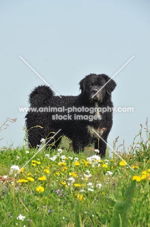 black Wetterhound near flowers