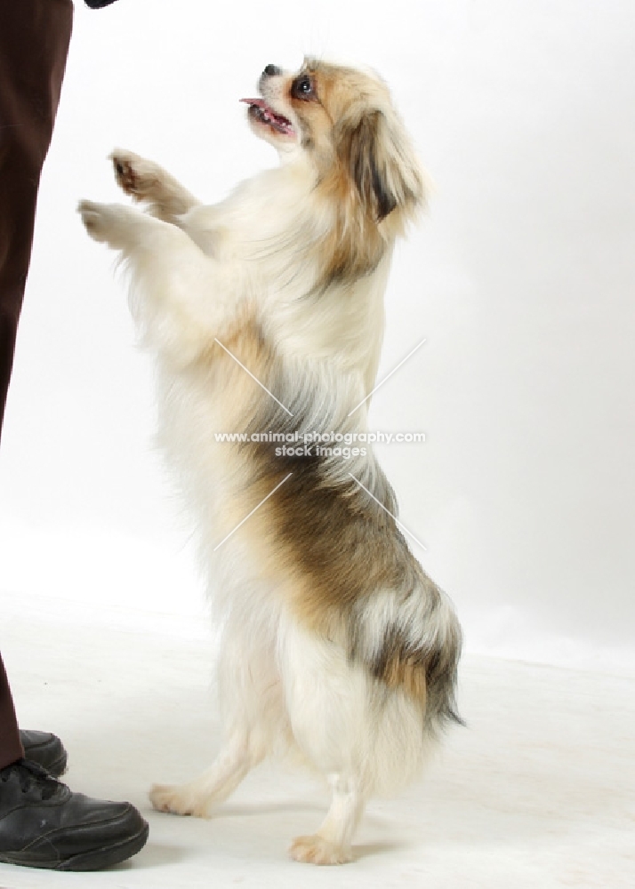 Parti Colour Tibetan Spaniel begging