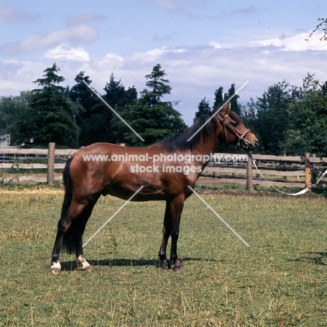  Moroun, Caspian Pony stallion full body 