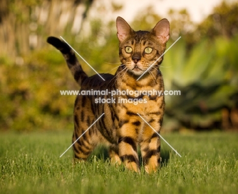 Bengal cat in garden