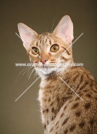 Ocicat looking back