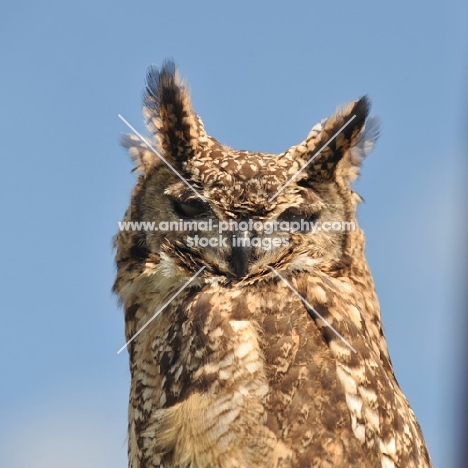 Owl portrait