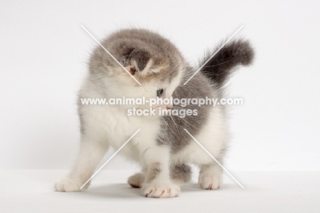 Blue Classic Tabby & White Scottish Fold kitten