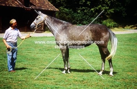 westphalian warmblood