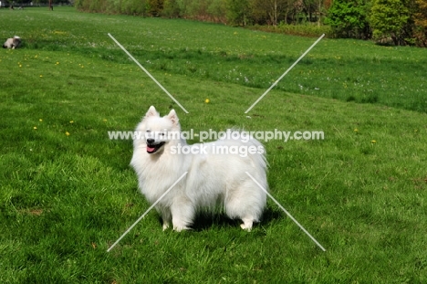 Japanese Spitz side view