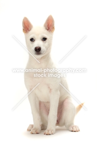 Kishu puppy sitting on white background