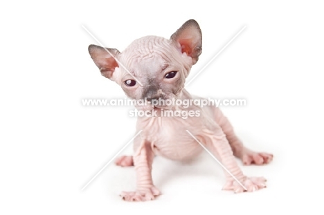 3 week old Sphynx kitten