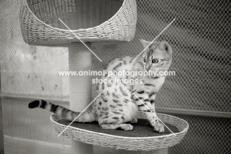 seal sepia bengal cat sitting on a multi-level scratchpost