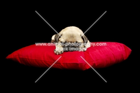 Pug puppy asleep on cushion