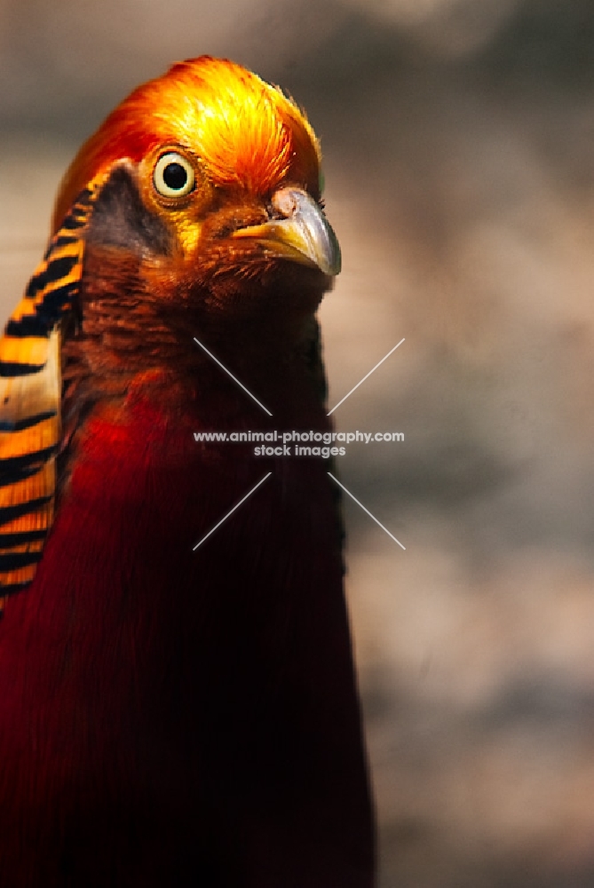 golden pheasant portrait