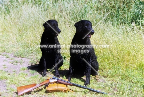 two champion curly coat retrievers near a gun