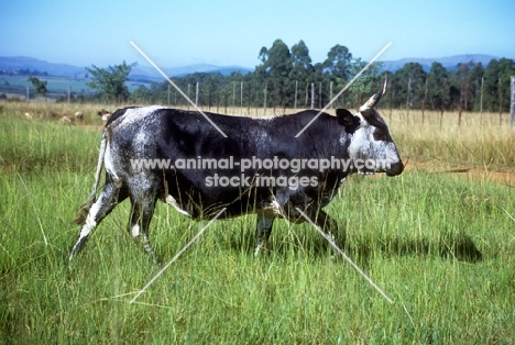 nguni cow walking in grass in swaziland