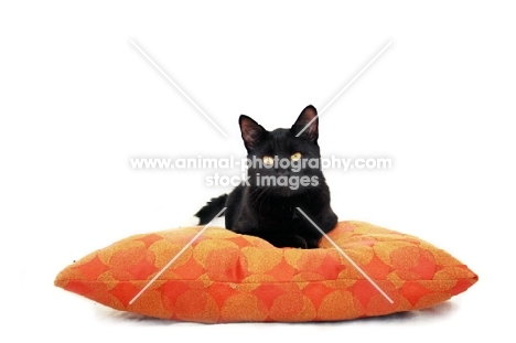 Black cat on red and orange pillow