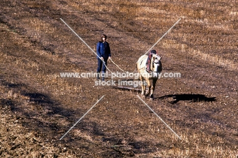 shire horse working