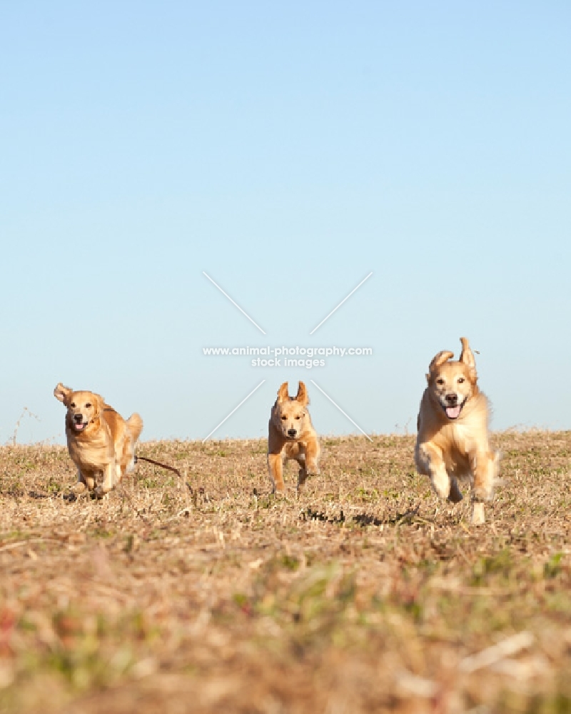 three Golden retrievers running