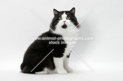 Cymric cat sitting on white background