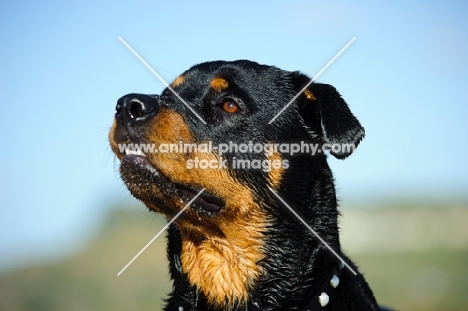 Rottweiler head study