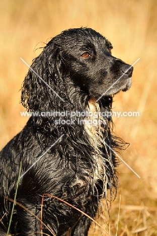 working type cocker spaniel