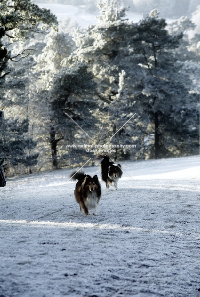 two shetland sheepdogs out walking in snow on painswick beacon