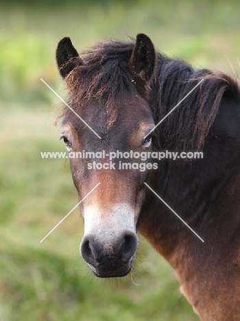 Exmoor Pony portrait