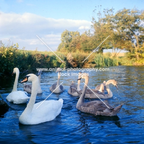 pair of swans with six cygnets