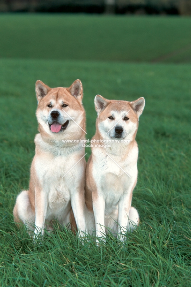 champion Akita Inu pair, male and female