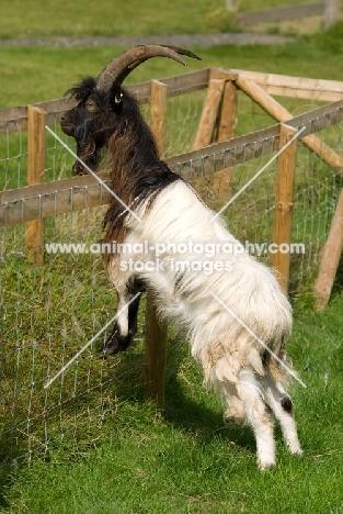 Bagot goat standing on fence